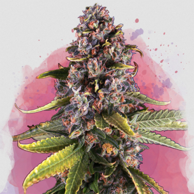 Raspberry Cough Auto