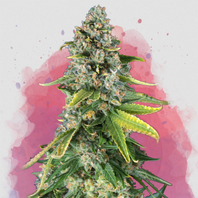 Skunk #1 Auto