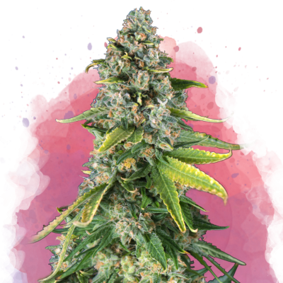 Skunk #1 Feminisiert