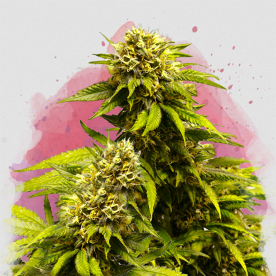 Super Skunk Regulär