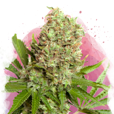 White Widow Feminisiert