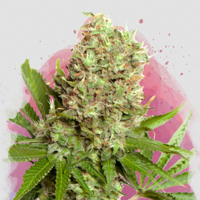 White Widow Regulär