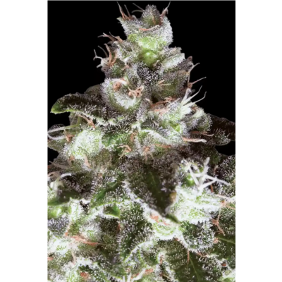 Original White Widow (IBL) Feminisiert