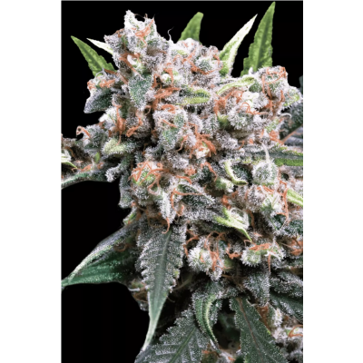 Wappa Auto