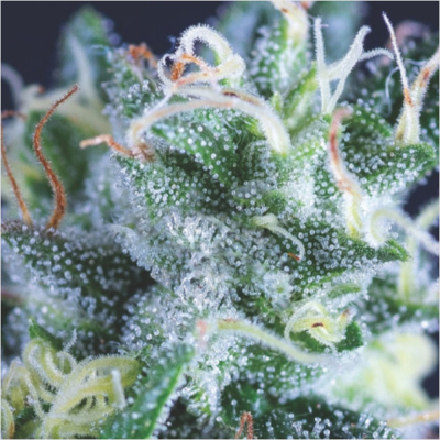 Gelato Auto