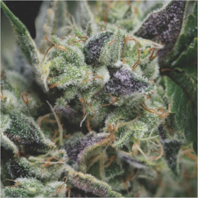 Gorilla Auto