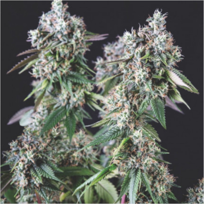 Mendocino Purple Kush Feminisiert