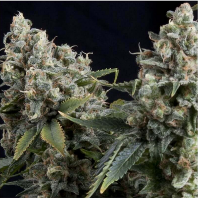 Auto Tutankhamon