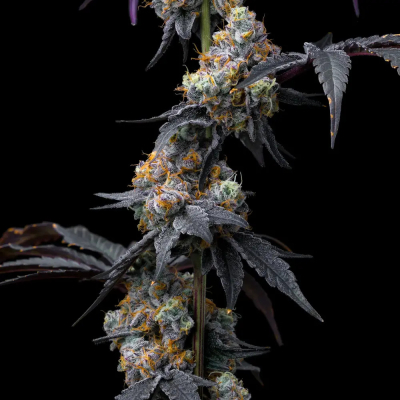 Rainbow Sherbet Feminisiert