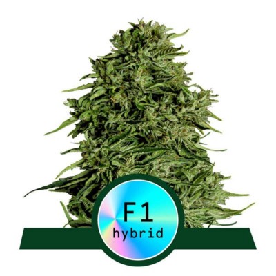 Cosmos F1 CBD Automatic