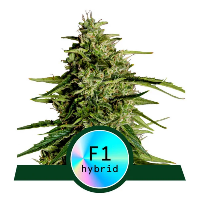 Milky Way F1 Automatic