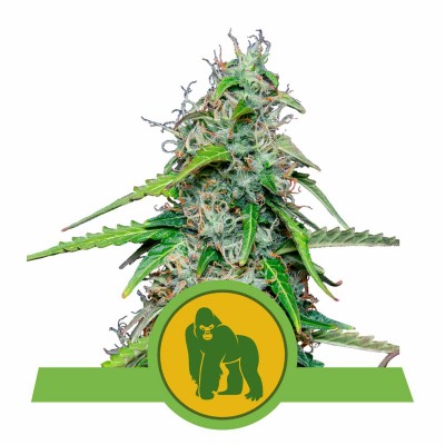 Royal Gorilla Automatic