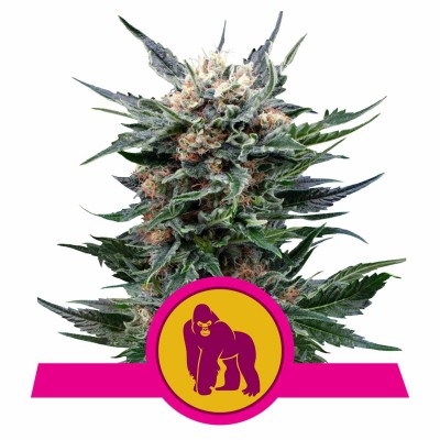 Royal Gorilla Feminisiert