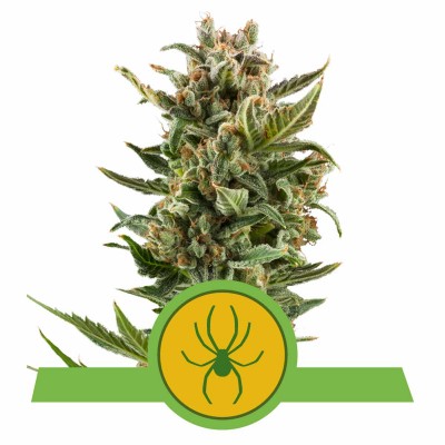 White Widow Automatic