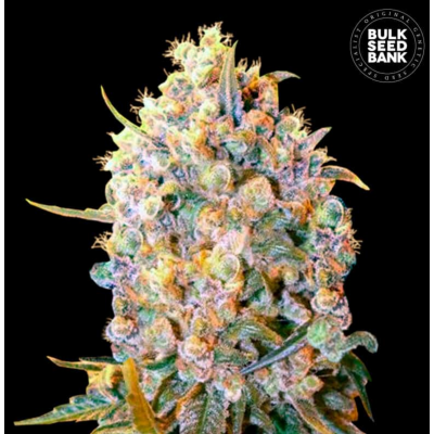 Bigger Bud Feminisiert
