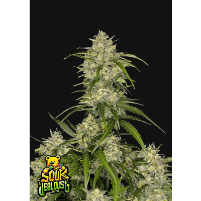 Sour Jealousy Auto