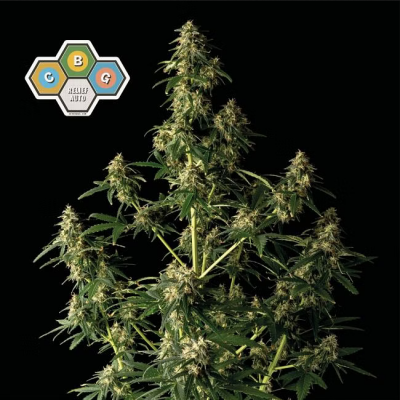 CBG Relief Auto
