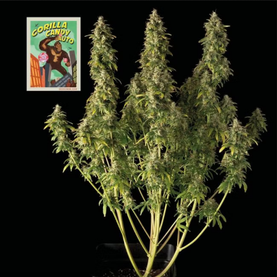 Gorilla Candy Auto 