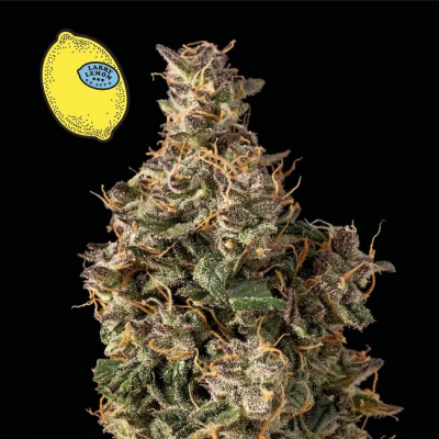 Larry Lemon OG Auto