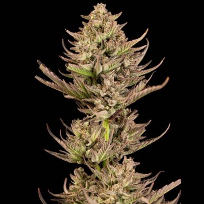 Purple Punch F1 Fast Feminisiert