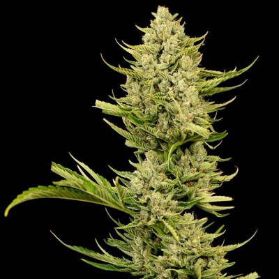 Tangerine Snow F1 Fast Feminisiert