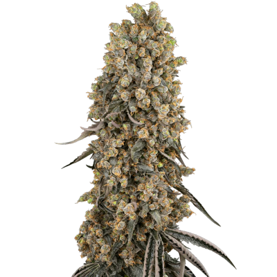 Atomic Blue Dream Feminisiert