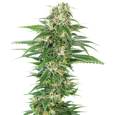 Early Skunk Auto