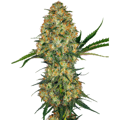 Hindu Kush Feminisiert