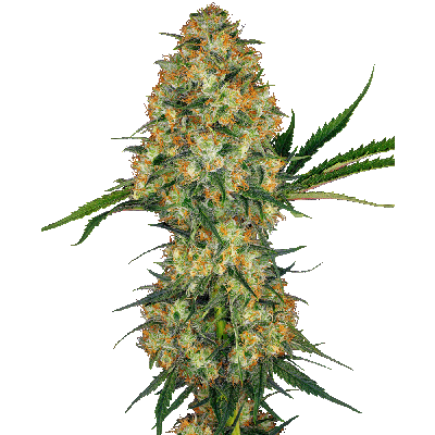 Hindu Kush Regulär