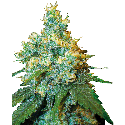 Jack Herer Feminisiert