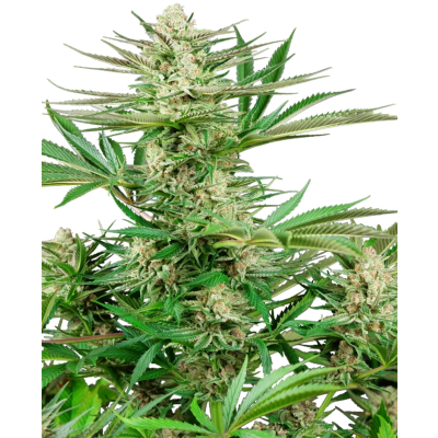 Malibu OG Gold Feminisiert