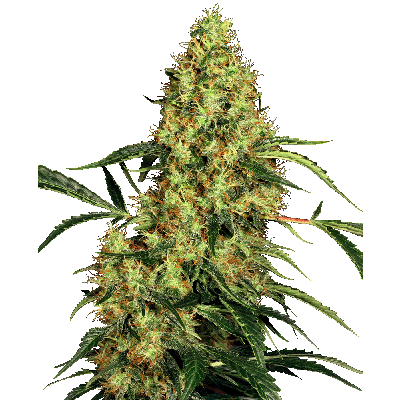 Mexican Sativa Regulär