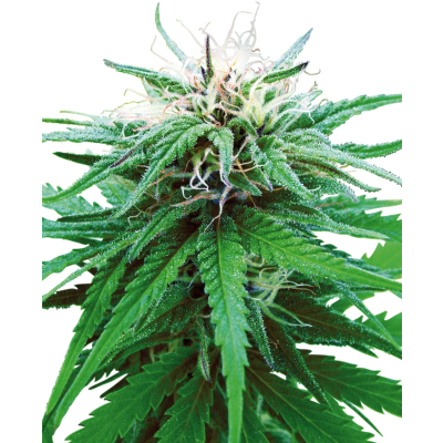 Ruderalis Indica Regulär