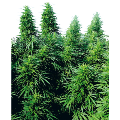 Ruderalis Skunk Regulär