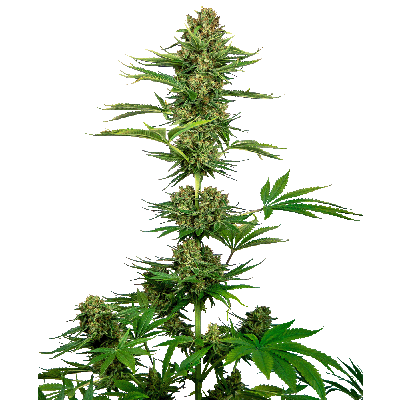Satin Black Domina CBD Feminisiert
