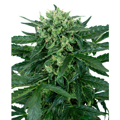 Sensi Amnesia Automatic