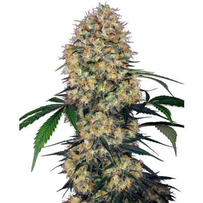 Sensi Amnesia XXL Auto