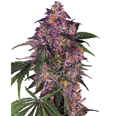 Sensi Purple Kush Feminisiert