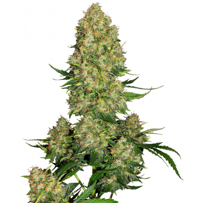 Skunk #1 Automatic