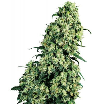 Skunk #1 Feminisiert