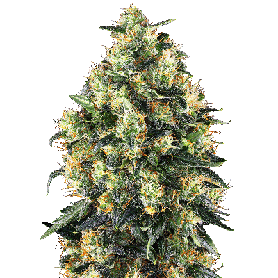 Super Skunk Automatic