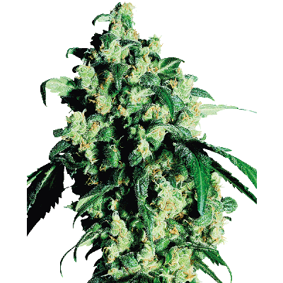 Super Skunk Feminisiert