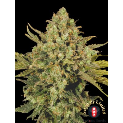 Warlock CBD Feminisiert