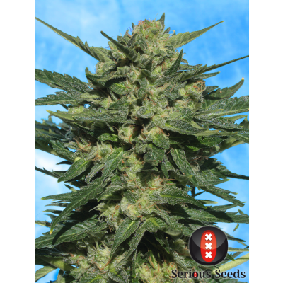 White Russian Auto