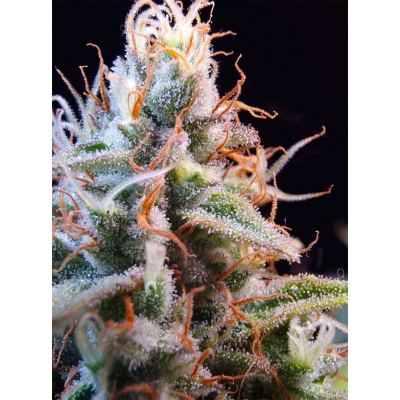 Purple OG Punch Auto 