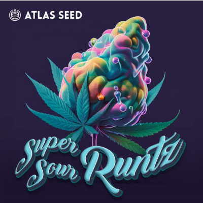 Super Sour Runtz Feminisiert