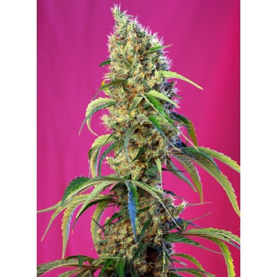 Black Jack CBD Feminisert