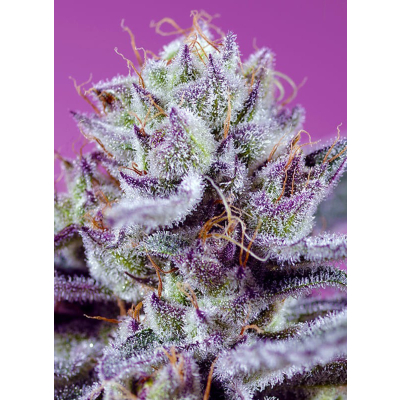 Diablo's Delight XL Auto