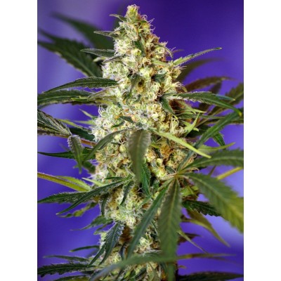 Fast Bud #2 Auto