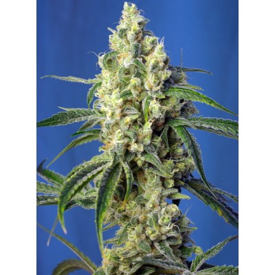 Green Poison CBD Feminisiert